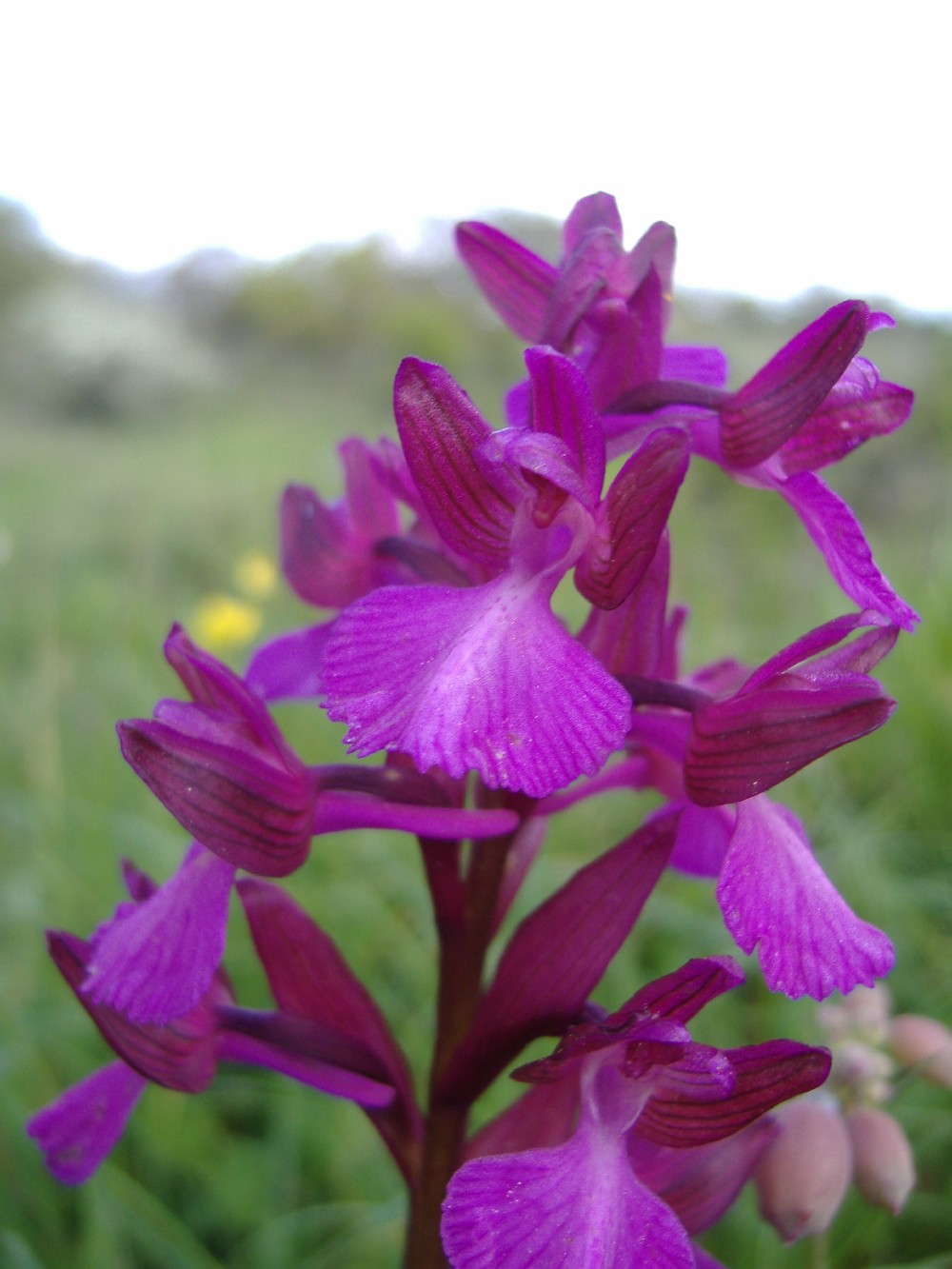 Orchis papilionacea vgrandiflora  & Ibrido, Orchis x gennari